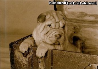 Shar Pei Hunde Foto 11186 Shar Pei Odin