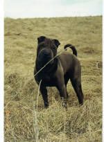 Shar Pei Hunde Foto 1323 Shar Pei ...es gibt keine Kampfhunde !!!