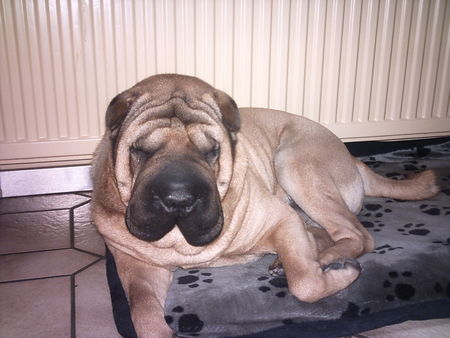 Shar Pei meine hund 3 jare ald