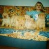 Shar Pei Foto: Wymander`s (ID 2618) Shar Pei Hund