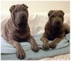 Shar Pei Foto: Qin & Pao (ID 3641) Shar Pei Hund