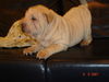 Shar Pei Hund