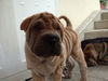 Shar Pei Hund