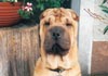 Shar Pei Foto: Farah (ID 443) Shar Pei Hund