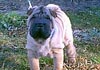 Shar Pei Foto (ID 445) Shar Pei Hund