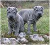 Shar Pei Foto: zwei Blaue (ID 3469) Shar Pei Hund
