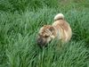 Shar Pei Foto: SHOGUN (ID 14279) Shar Pei Hund