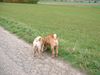 Shar Pei Foto: SHOGUN & JIAN (ID 14280) Shar Pei Hund