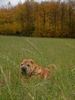 Shar Pei Foto: JIAN (ID 14278) Shar Pei Hund