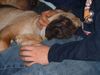 Shar Pei Foto: BIN JA SOOOO MÜDE (ID 13917) Shar Pei Hund