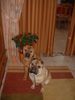 Shar Pei Foto: ALLE JAHRE WIEDER KOMMT DAS CHRISTKIND ...... (ID 13914) Shar Pei Hund
