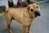 Shar Pei Foto: Das ist Shar Pei Rüde Bobby (ID 8838) Shar Pei Hund