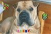 Shar Pei Foto: Das ist Shar Pei Rüde Bobby (ID 8840) Shar Pei Hund