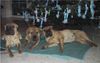 Shar Pei Foto: Marlehn`s Gang (ID 4080) Shar Pei Hund
