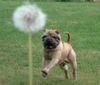 Shar Pei Foto: Angriff auf Löwenzahn? (ID 4409) Shar Pei Hund