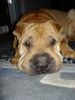 Shar Pei Foto: Wer kann diesen Blick widerstehen? (ID 15842) Shar Pei Hund