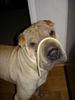 Shar Pei Foto: Xenia mit einer Nudel *grins* (ID 15840) Shar Pei Hund