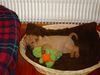 Shar Pei Foto: süsse träume (ID 15278) Shar Pei Hund