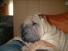 Shar Pei Foto: Maruso´s Farah und Aint he like a Dream (ID 2441) Shar Pei Hund