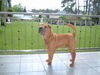 Shar Pei Foto (ID 29371) Shar Pei Hund