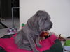 Shar Pei Hund