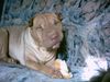 Shar Pei Foto: Unsere Falte nimmersatt.. (ID 16398) Shar Pei Hund