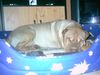 Shar Pei Foto: Unsere süßen Falten.. (ID 16380) Shar Pei Hund