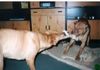 Shar Pei Foto: gib her..nein meins.. ich wills.. (ID 16399) Shar Pei Hund