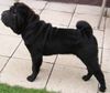 Shar Pei Foto: Fiby (ID 4779) Shar Pei Hund