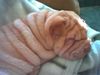 Shar Pei Foto: Odin (ID 12920) Shar Pei Hund