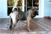 Shar Pei Foto: Golding Love Me Tender (ID 4079) Shar Pei Hund