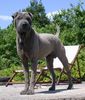 Shar Pei Foto: ..bin jetzt ein grosser! (ID 12380) Shar Pei Hund