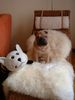 Shar Pei Foto: Max, 4 Monate (ID 3156) Shar Pei Hund