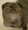 Shar Pei Hund