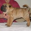 Shar Pei Foto: Jefferson (ID 2612) Shar Pei Hund