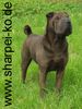 Shar Pei Foto (ID 6349) Shar Pei Hund