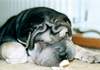 Shar Pei Foto: Hitchkoock (ID 932) Shar Pei Hund
