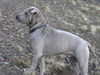 Shar Pei Hund