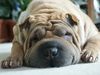 Shar Pei Foto: Neeloo, unser Rünzelhund (ID 7349) Shar Pei Hund