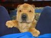 Shar Pei Foto: bin ich nicht süüüüüüüüüüüüß (ID 12664) Shar Pei Hund
