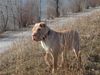 Shar Pei Foto: Mein Liebling (ID 5225) Shar Pei Hund