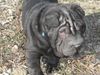 Shar Pei Foto: Unser Knuffel (ID 5226) Shar Pei Hund