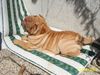 Shar Pei Foto: Odin (ID 11371) Shar Pei Hund