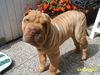 Shar Pei Foto: odin (ID 12023) Shar Pei Hund