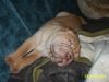 Shar Pei Foto: Odin (ID 12921) Shar Pei Hund