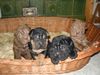 Shar Pei Foto: Unsere Kleinen vom 6.10.2002 (ID 1334) Shar Pei Hund