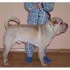 Shar Pei Foto: Samson (ID 2617) Shar Pei Hund