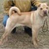 Shar Pei Foto: Jefferson (ID 2613) Shar Pei Hund