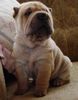 Shar Pei Foto: I love Shar-Pei (ID 1999) Shar Pei Hund