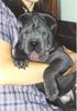 Shar Pei Foto: Das ist Shar Pei Hündin Shari als Welpe (ID 8837) Shar Pei Hund